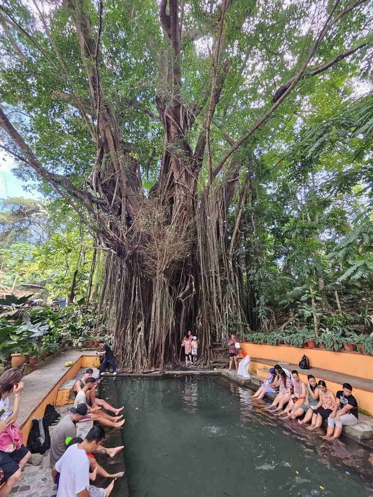 Old Enchanted Balete Tree